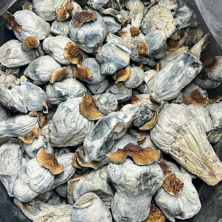 Buy Dried Jedi Mind Fuck Magic Mushroom Online US