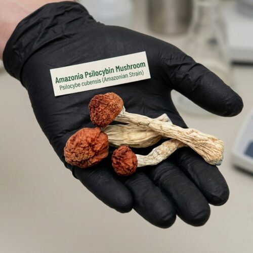 Psilocybe-Amazonia1.jpg Where to buy Amazonian Psilocybin Magic Mushrooms Online USA?