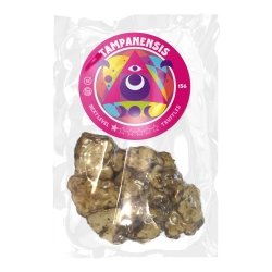 Psilocybe-Tampanensis-Truffles-Online-Europe.jpg Where can I Order Psilocybe Tampanensis Truffles Online USA