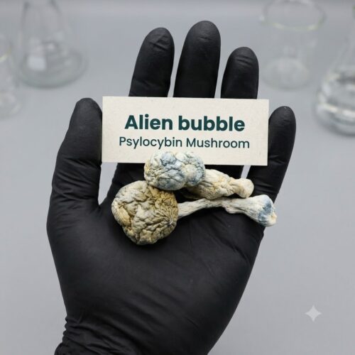 Order Alien Bubble Cubensis Psilocybin Mushrooms online USA