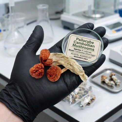 How to Buy Psilocybe Cambodian Mushrooms Online USA?