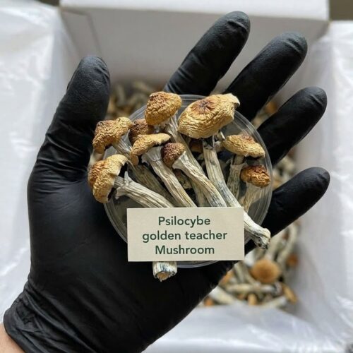 golden-teacher-1.jpg Where cam I Buy Golden Teacher Magic Mushroom Online USA?