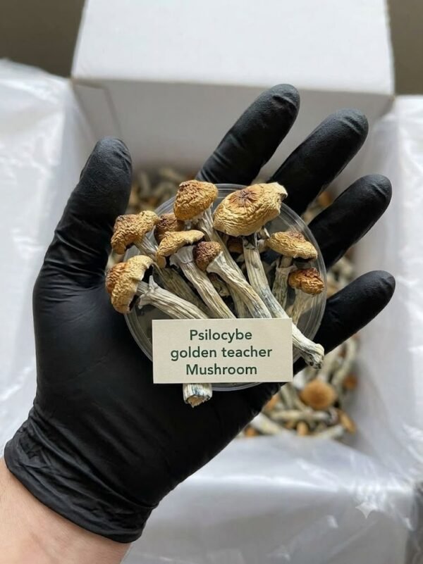 golden-teacher-1.jpg Where cam I Buy Golden Teacher Magic Mushroom Online USA?