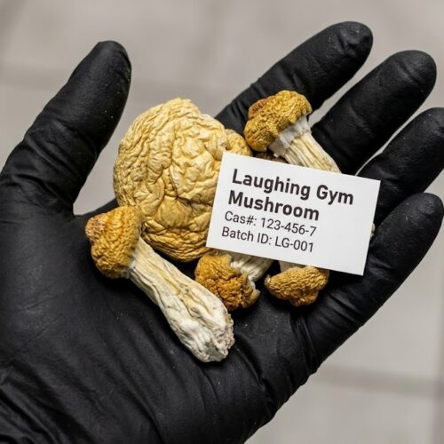 laughgymmus1.jpg Order Laughing Gym Magic Mushrooms Online USA.