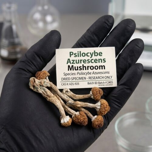 psilocybe-azur1.jpg How to Buy Psilocybe azurescens Magic Mushroom Online USA?