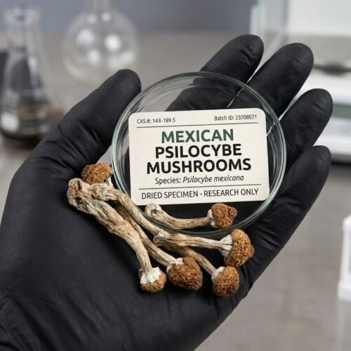 Where to Buy Psilocybe mexicana Magic Mushroom Online USA?