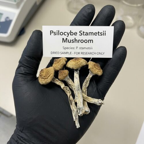 Where can I Buy Psilocybe stametsii Magic Mushroom Online USA?