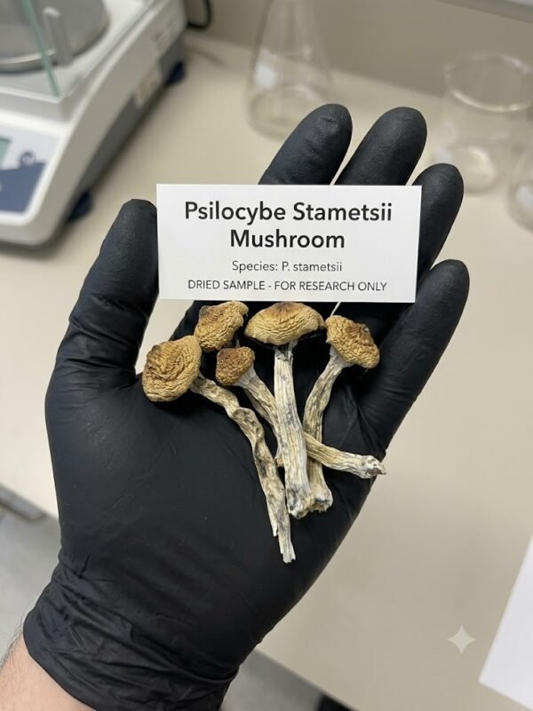 Where can I Buy Psilocybe stametsii Magic Mushroom Online USA?