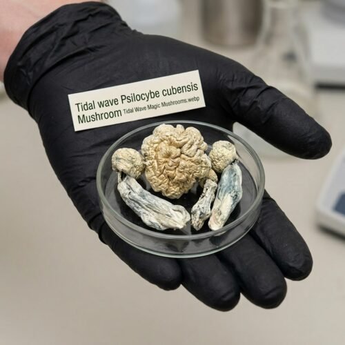 Where Can I Buy Tidal Wave Magic Mushrooms Online USA.